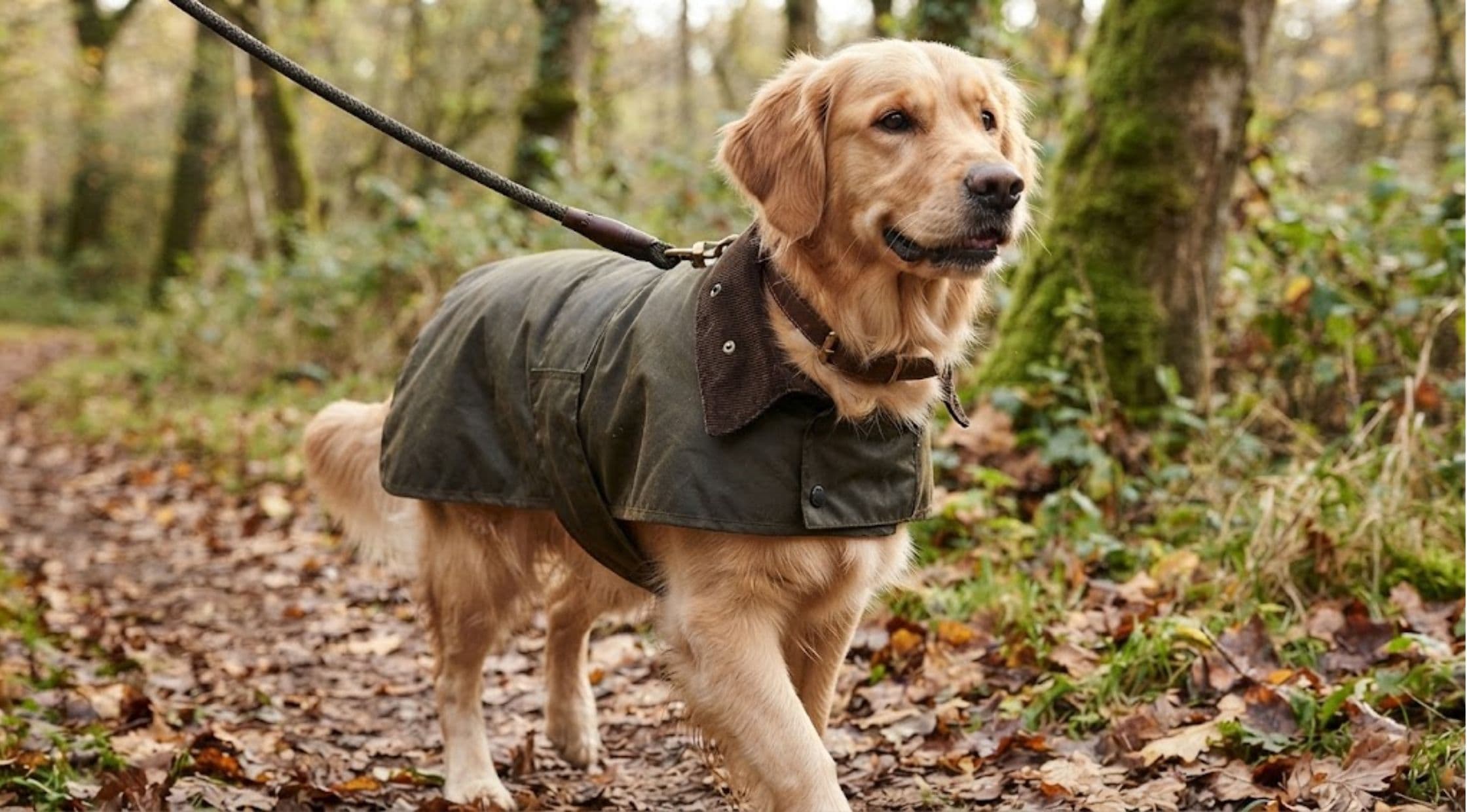 How to Choose the Right Barbour Dog Gear